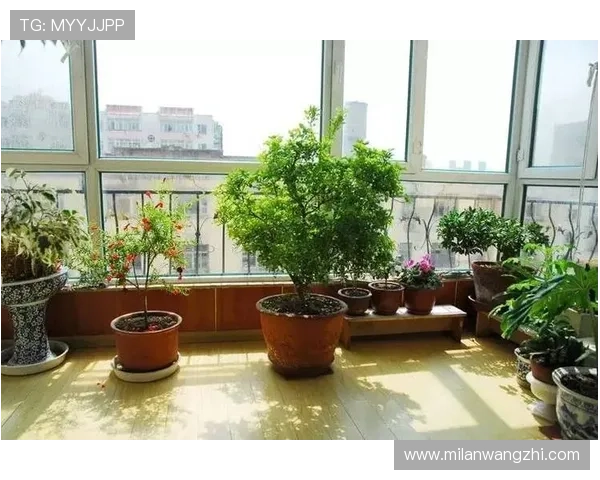 如何正确修剪米兰枝，避免伤害树木并提升整体景观效果的实用建议